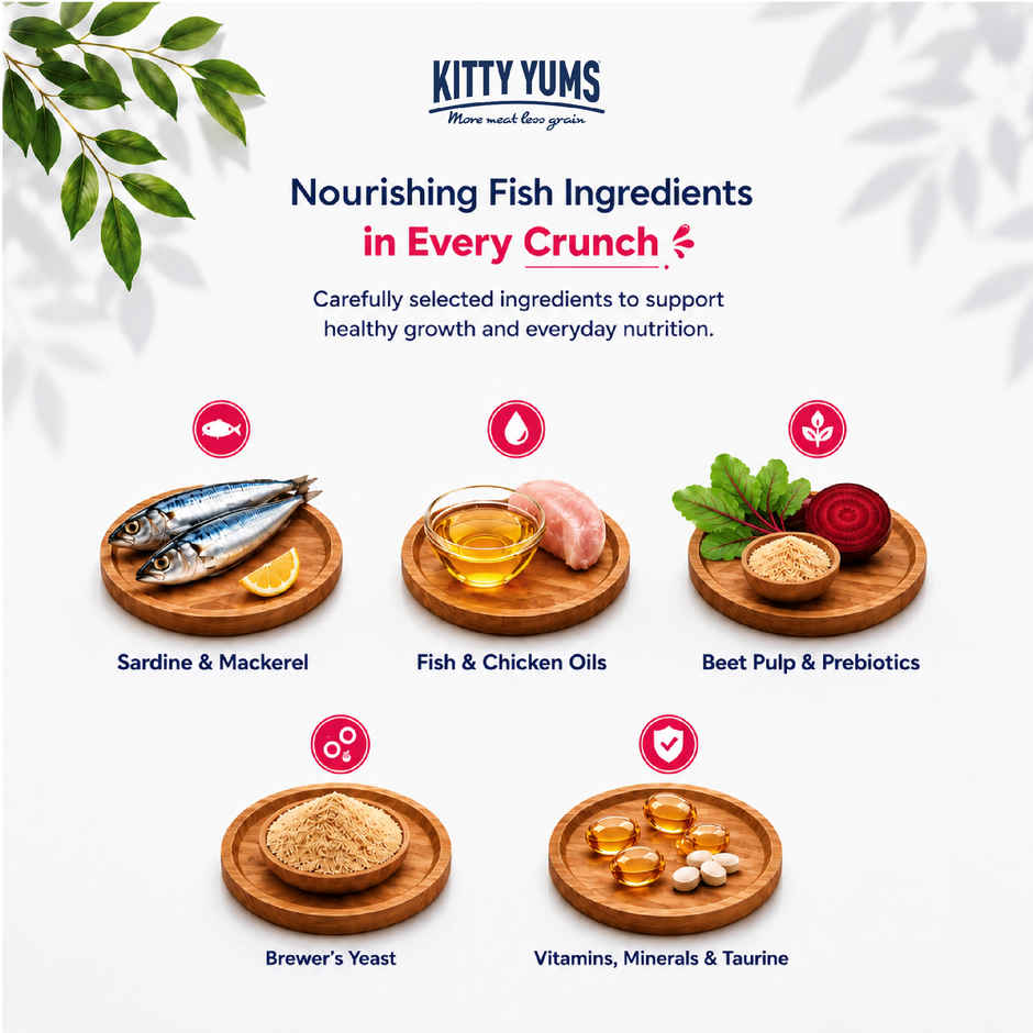 Kitty Yums Kitten Dry Cat Food Ocean Fish with Free Container