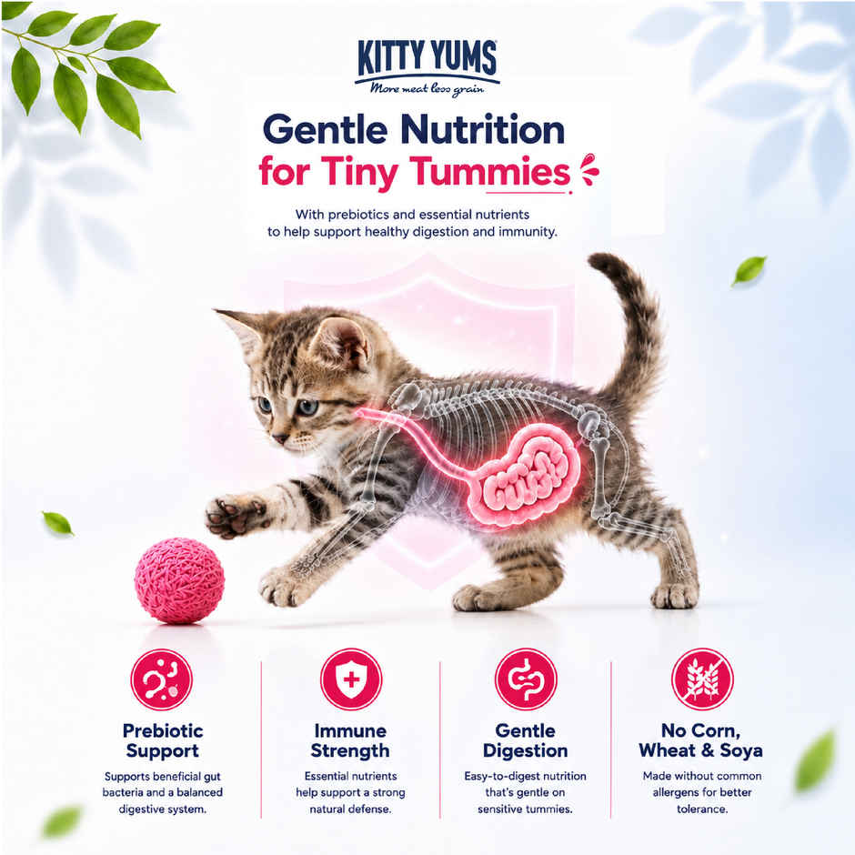 Kitty Yums Kitten Dry Cat Food Ocean Fish with Free Container