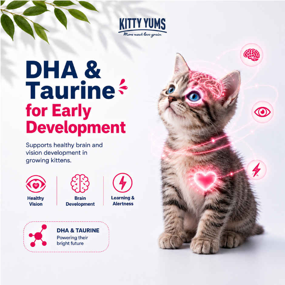 Kitty Yums Kitten Dry Cat Food Ocean Fish with Free Container