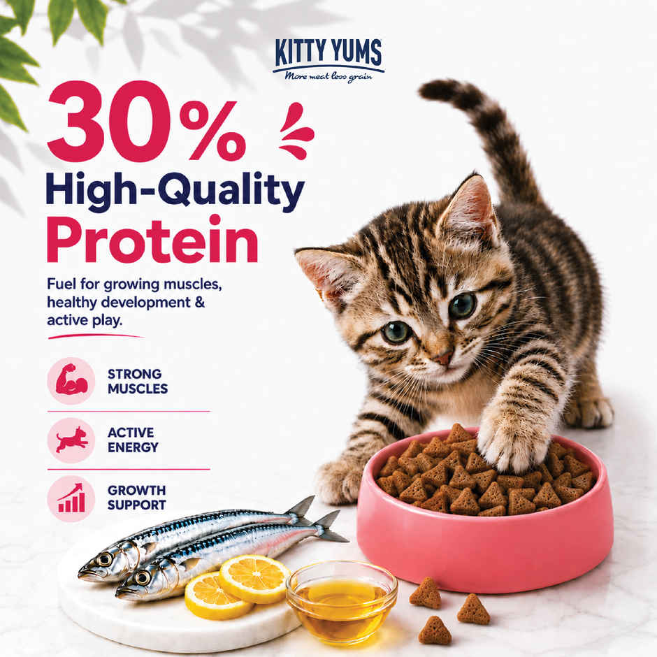Kitty Yums Kitten Dry Cat Food Ocean Fish with Free Container