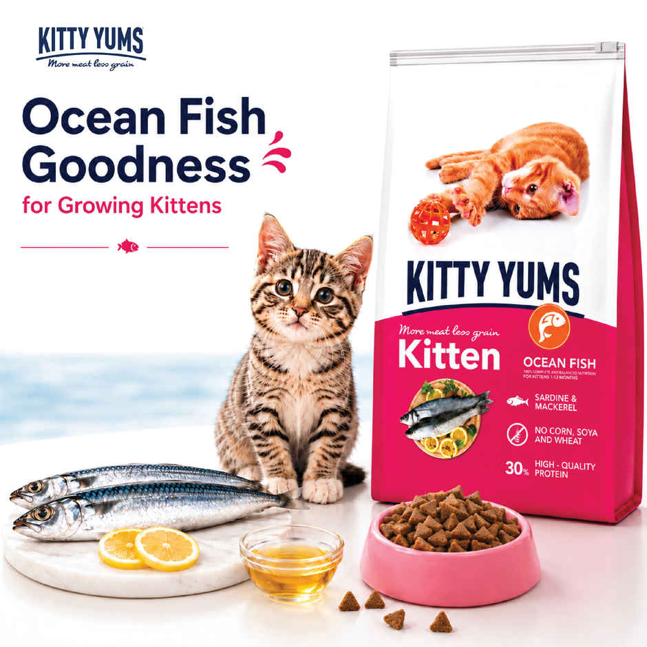 Kitty Yums Kitten Dry Cat Food Ocean Fish with Free Container