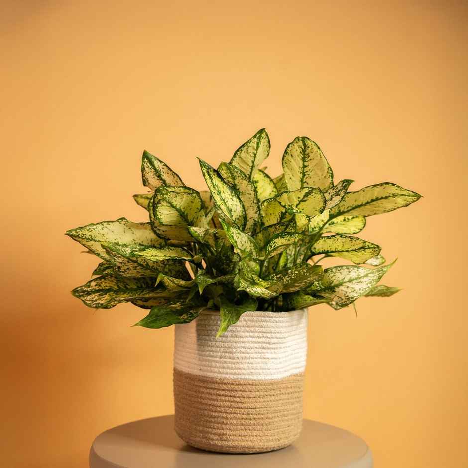 PrettyKrafts Jute Basket | Organizer for Toys, Clothes & Planter | White & Brown - 8 x 8 Inch