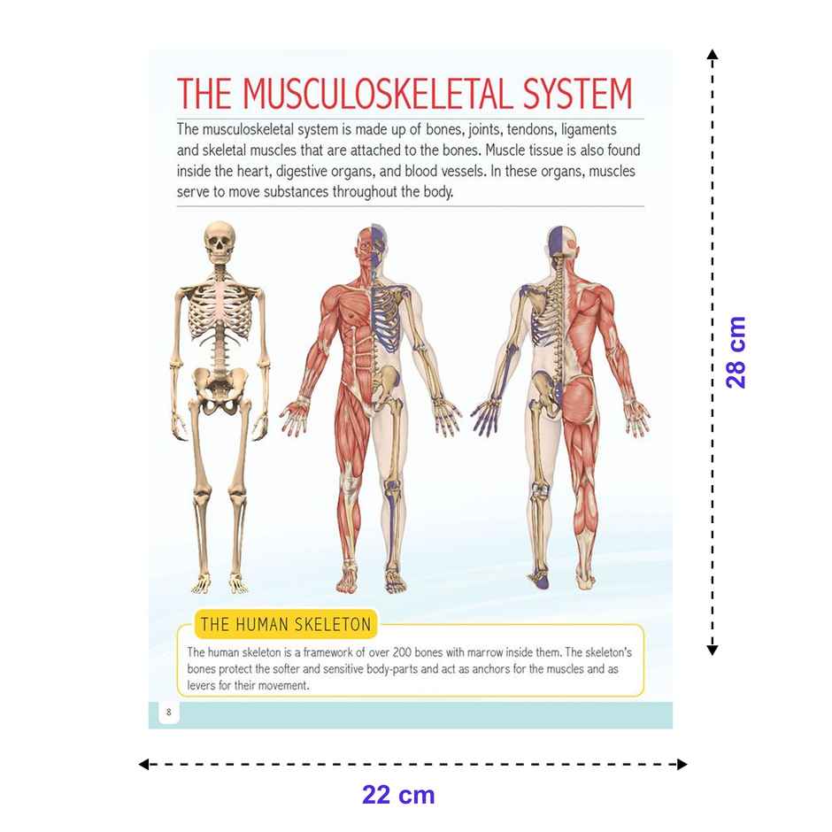 Human Body Minipedia | Knowledge Encyclopedia For Children, Encyclopedia Book for Kid