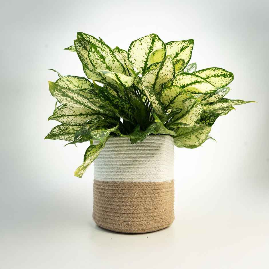 PrettyKrafts Jute Basket | Organizer for Toys, Clothes & Planter | White & Brown - 8 x 8 Inch