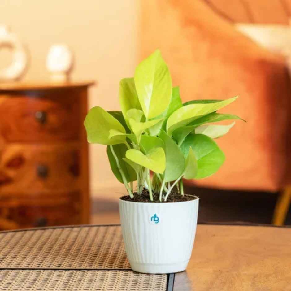 Nurturing Green - Self Watering Pots for Plants | Set of 10 | Ivory | Size: 9.5cm x 8.5cm