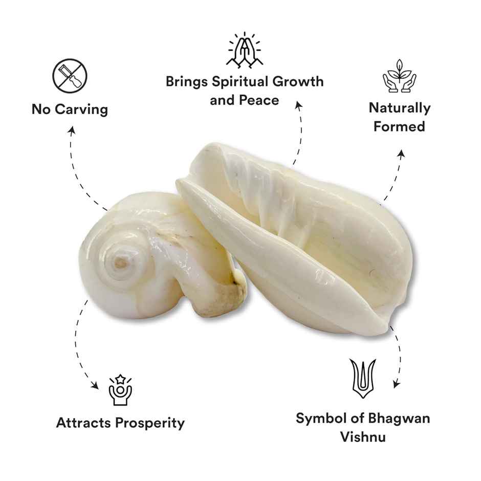 Pujashree Vishnu Kauri | Symbol of Bhagwan Vishnu | Brings Spiritual Growth and Peace