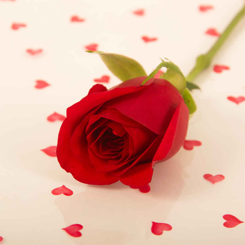 Single Rose Combo