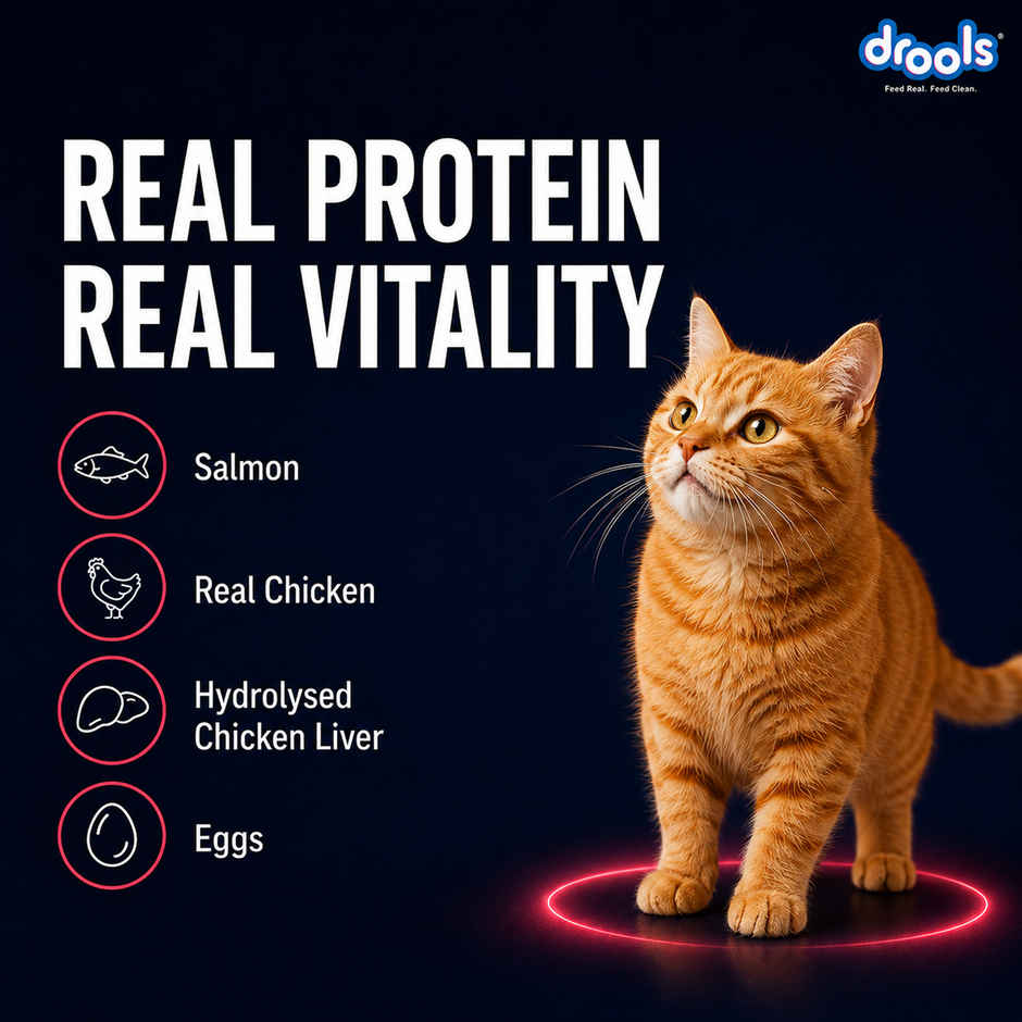 Drools Salmon Mousse Adult Cat Wet Food, 80g (4+1 Free Pack)