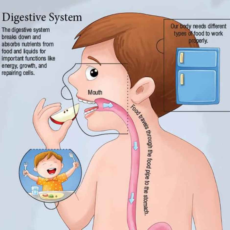 Lift a Flap Inside Our Body