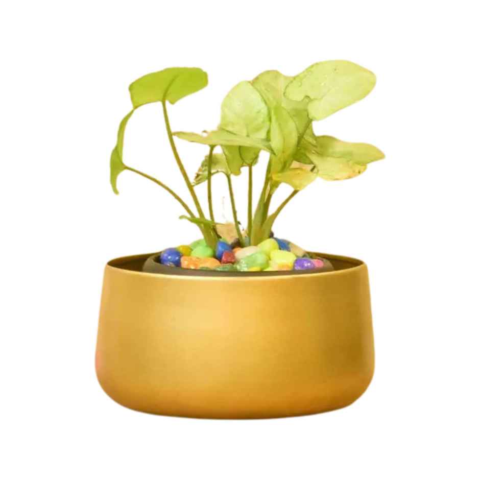 Casacraft by Pepperfry Desk Pot | Gold