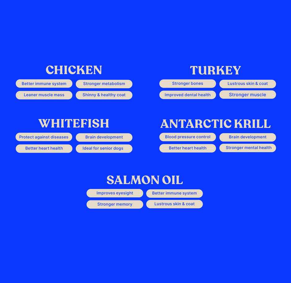 Magnafeast Adult Dog FOOD