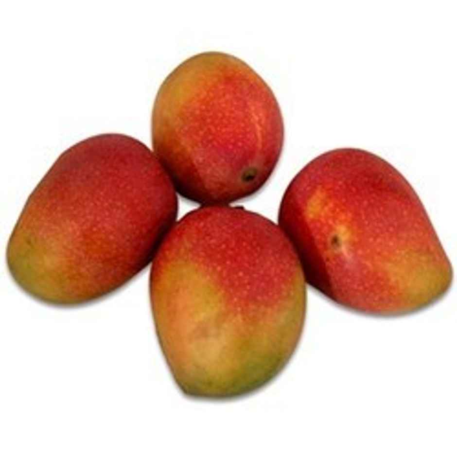 Mango Suvarnarekha