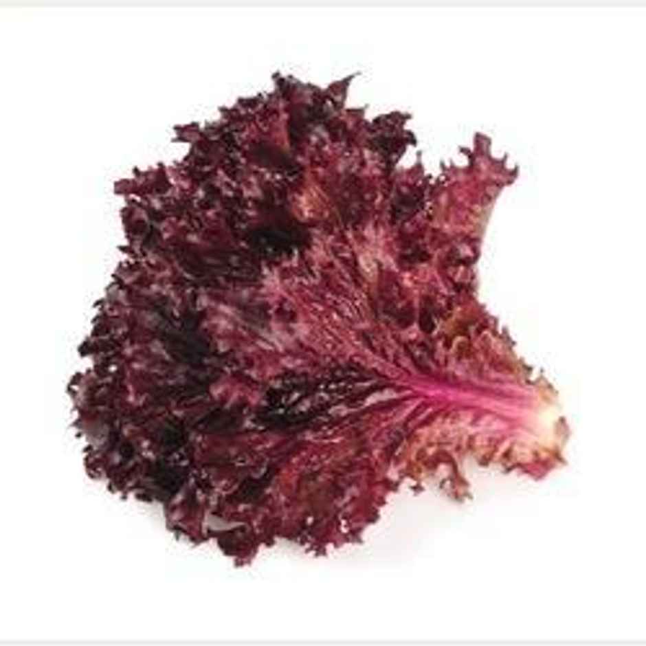 Lettuce Red