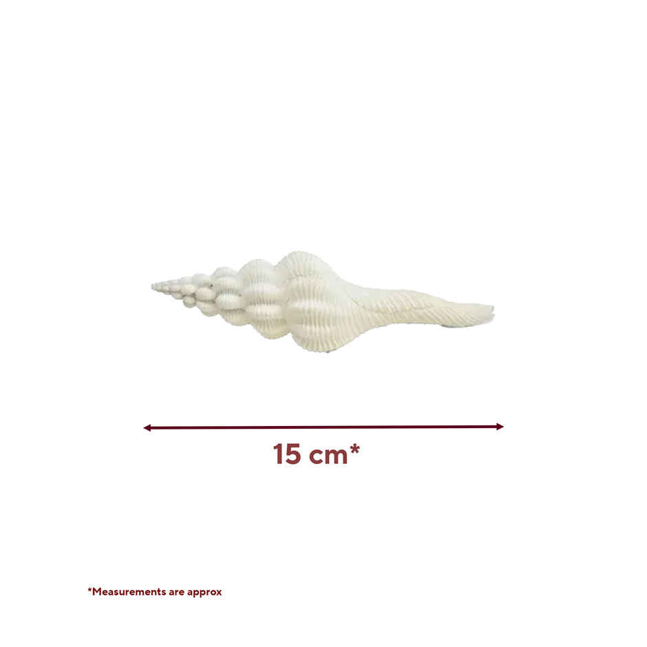 Shukra Shankh | Attracts Positive Energies | Heals Doshas | Pujashree