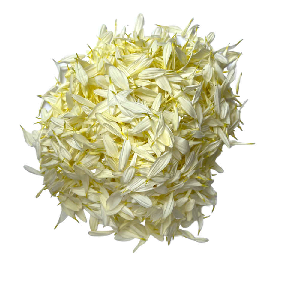 Shevanthi White Petals