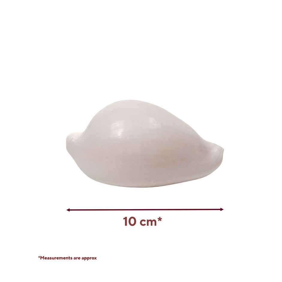 Budh Shankh | Attracts Prosperity & Success | No Carving | Pujashree