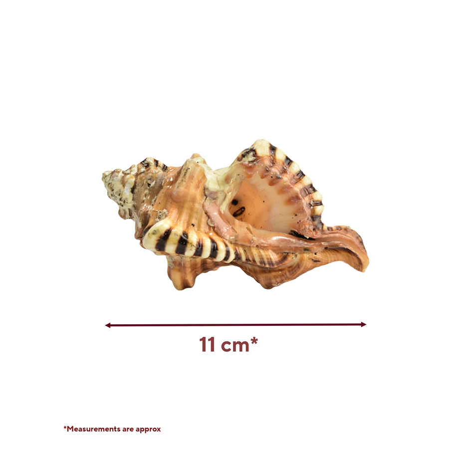 Ganesh Shankh | Blessings of Deity Ganpati | Naturally Formed | Pujashree