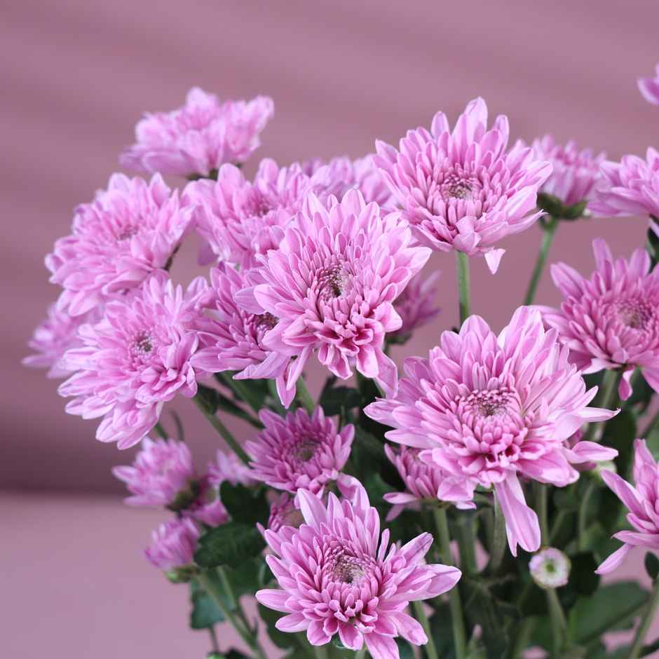 FlowerAura Purple Daisy Twin Stems