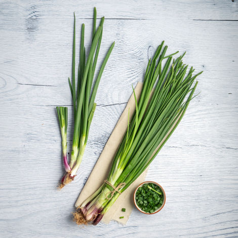 Spring Onion