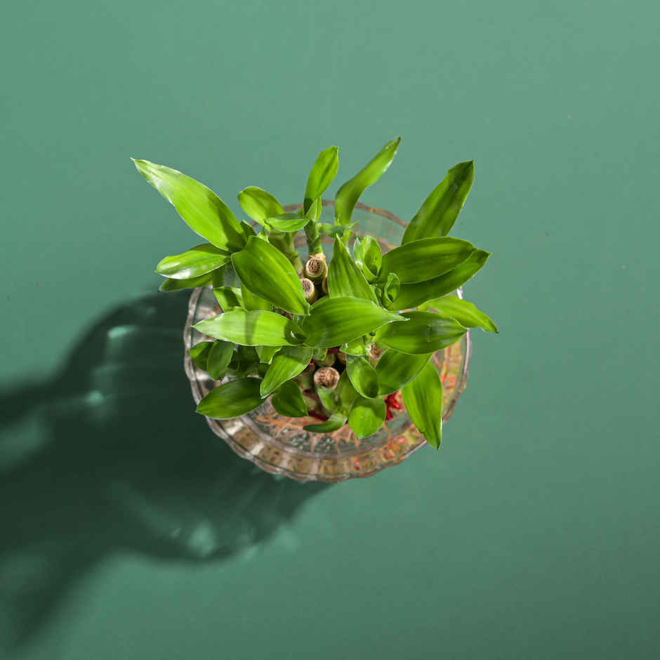 Ugaoo Money Plant Variegated With Self Watering Yellow Pot(1pc) & Ugaoo Two Layer Bamboo Plant(1pc) Combo