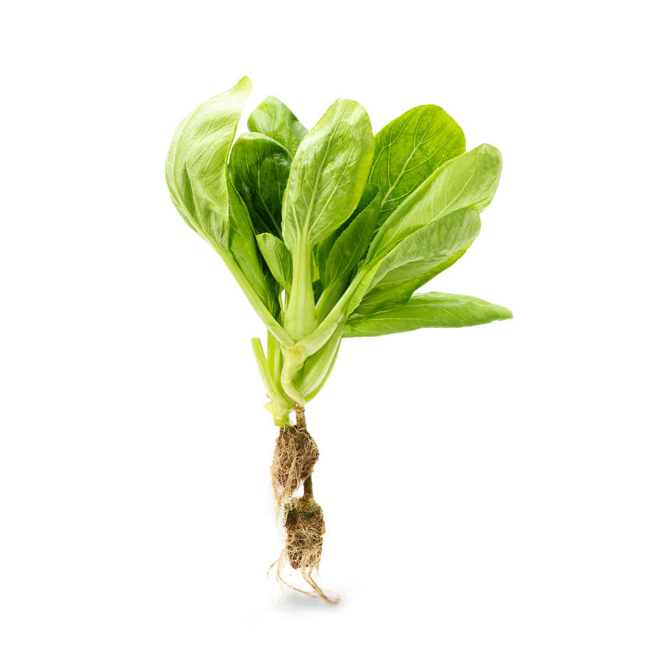 Hydroponic Bok Choy / Pok Choi