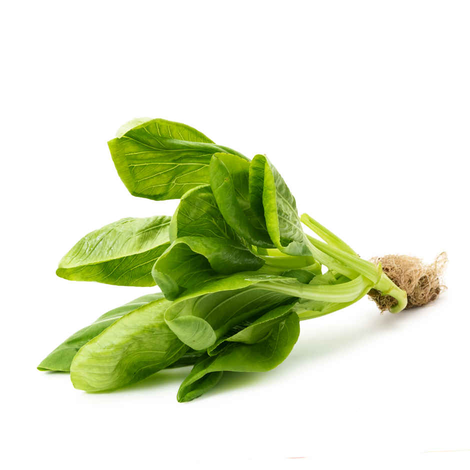 Hydroponic Bok Choy / Pok Choi