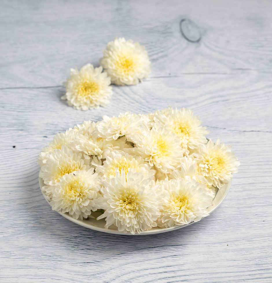 Chrysanthemum White Combo