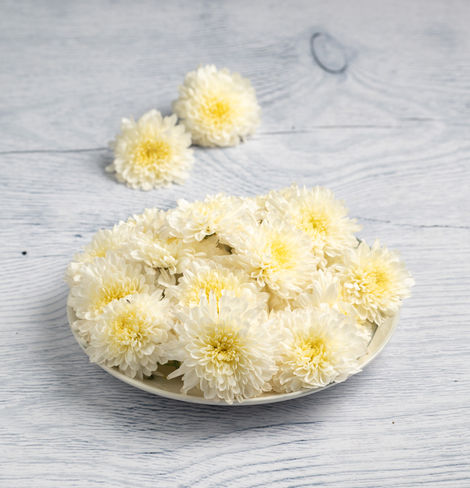 Chrysanthemum White