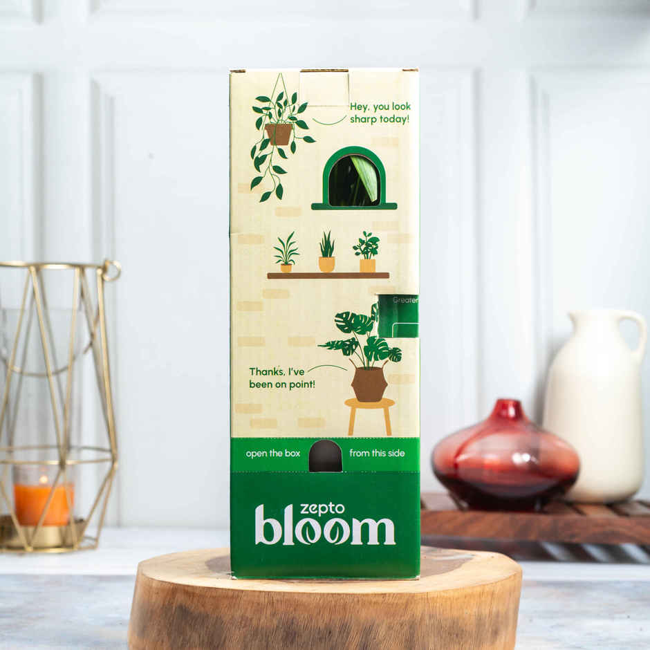 Bloom Air Purifying Snake Plant | Gifting & Decor