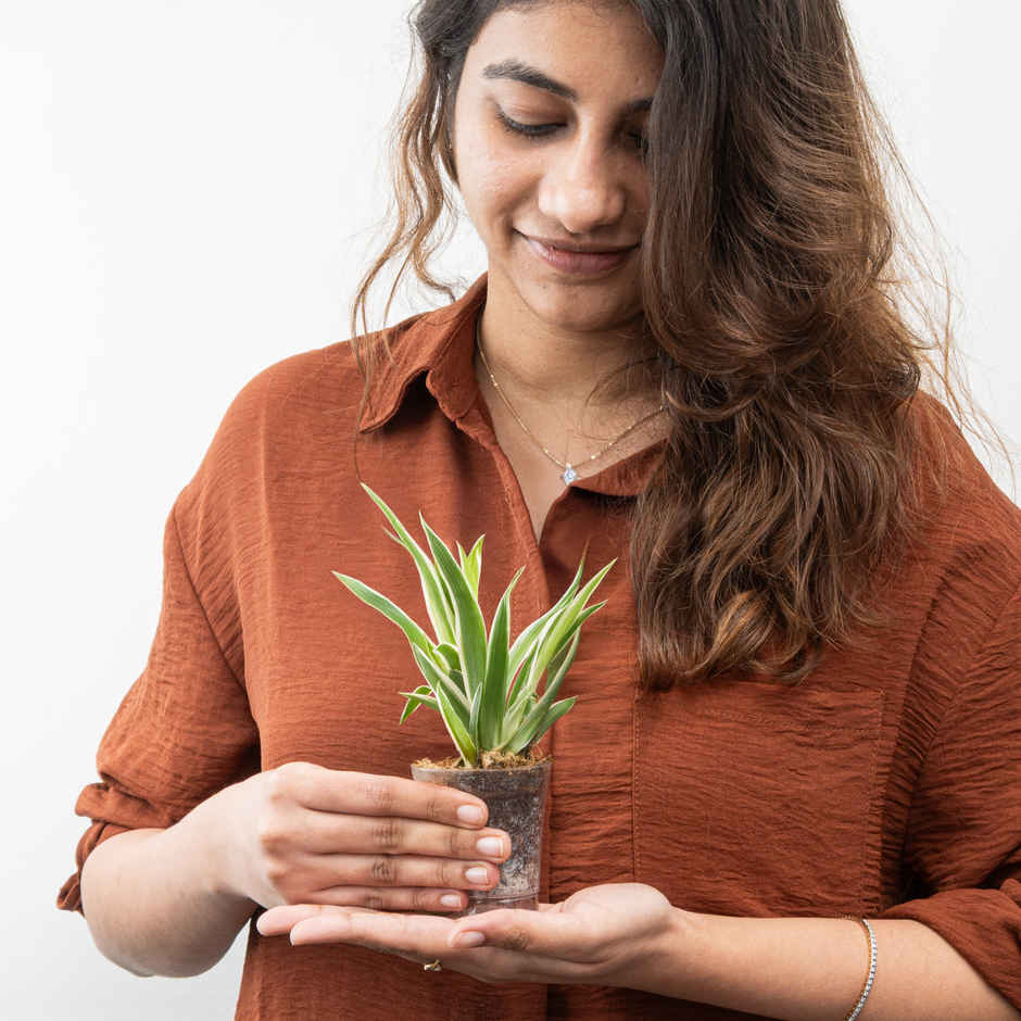 Bloom Baby Spider Plant in Plastic Shot-glass