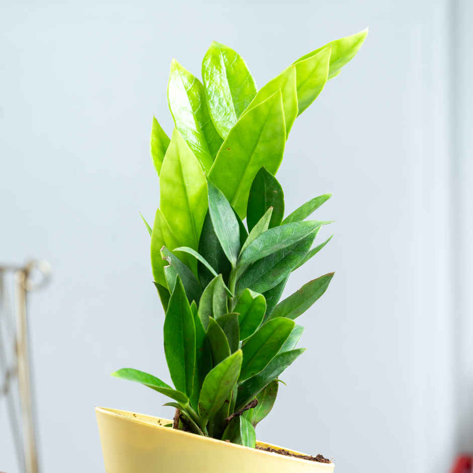 Bloom ZZ Plant | Low Maintenance