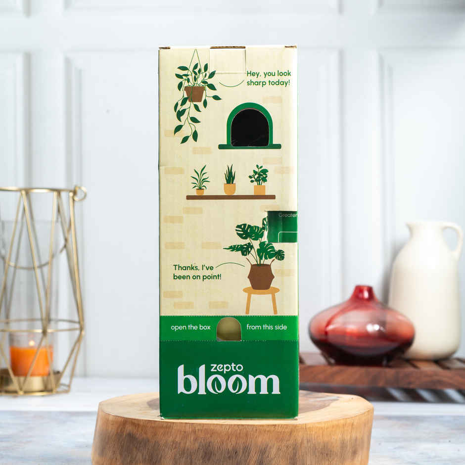 Bloom ZZ Plant | Low Maintenance