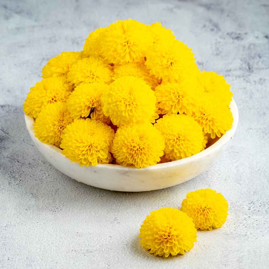 Fresh Shevanthi Yellow Combo