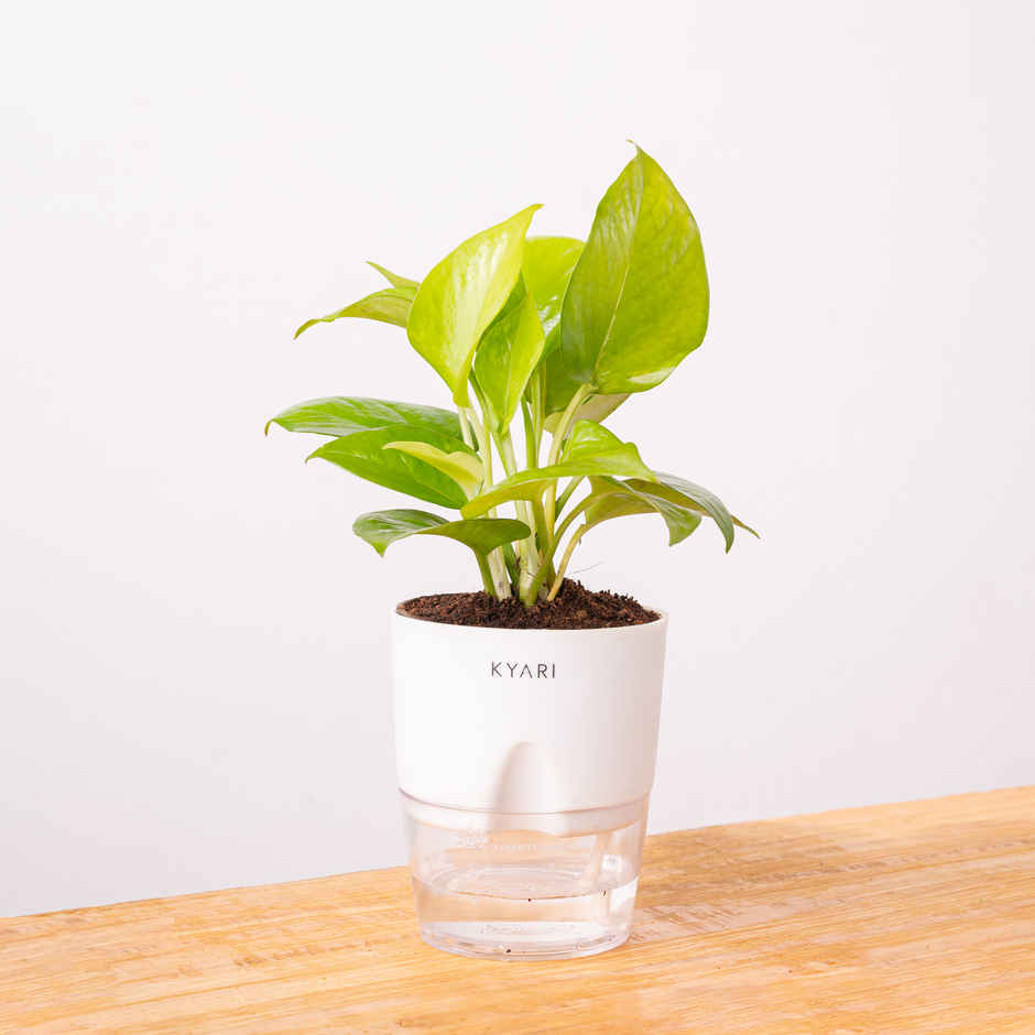 Kyari Golden Money Plant + Water 4" Pot - White - Stylish Home Decor