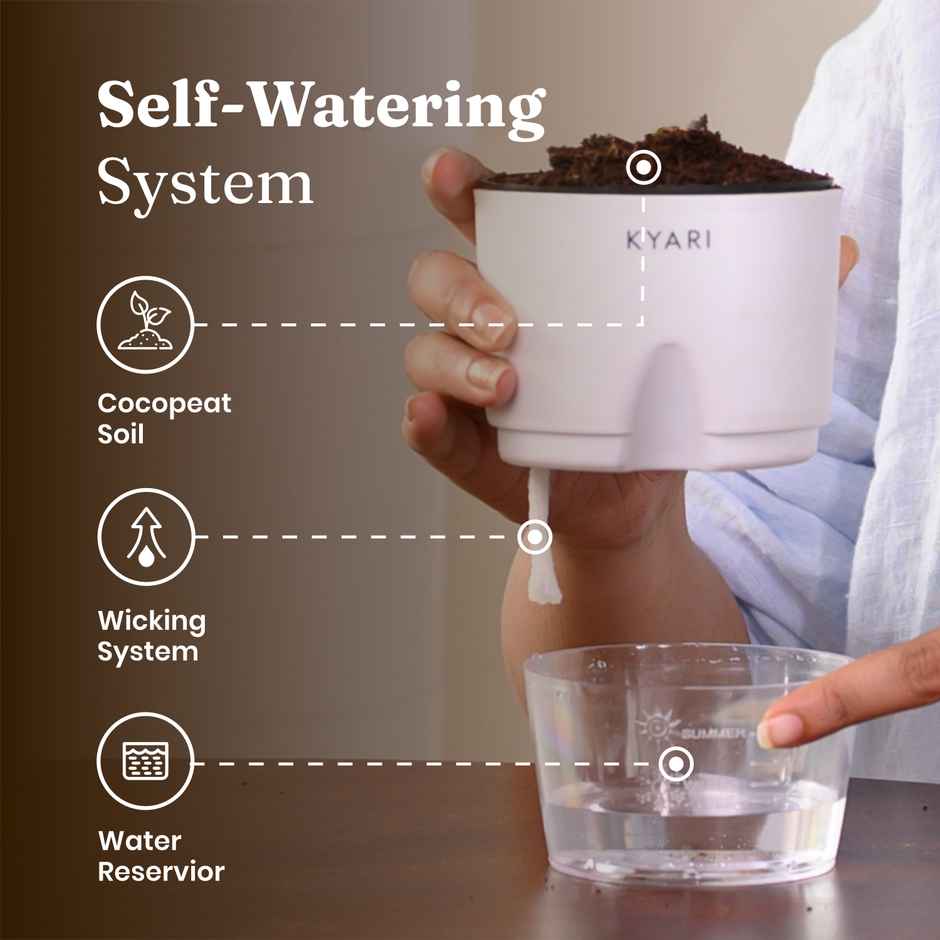 Kyari Peace Lily Indoor Plant for Living Room | Air Purifier Plant | White Self-Watering Pot