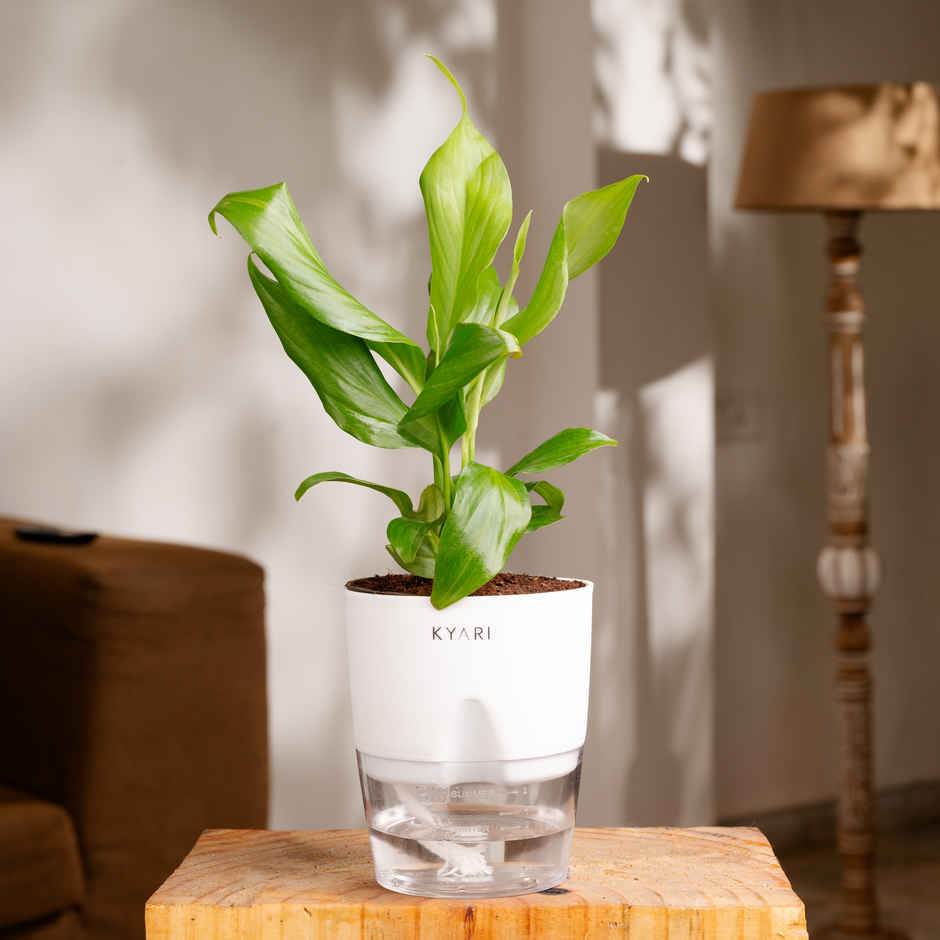 Kyari Peace Lily Indoor Plant for Living Room | Air Purifier Plant | White Self-Watering Pot