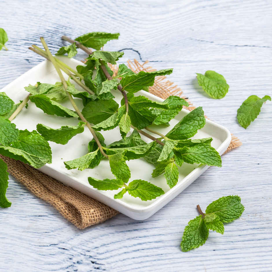 Mint Leaves Combo