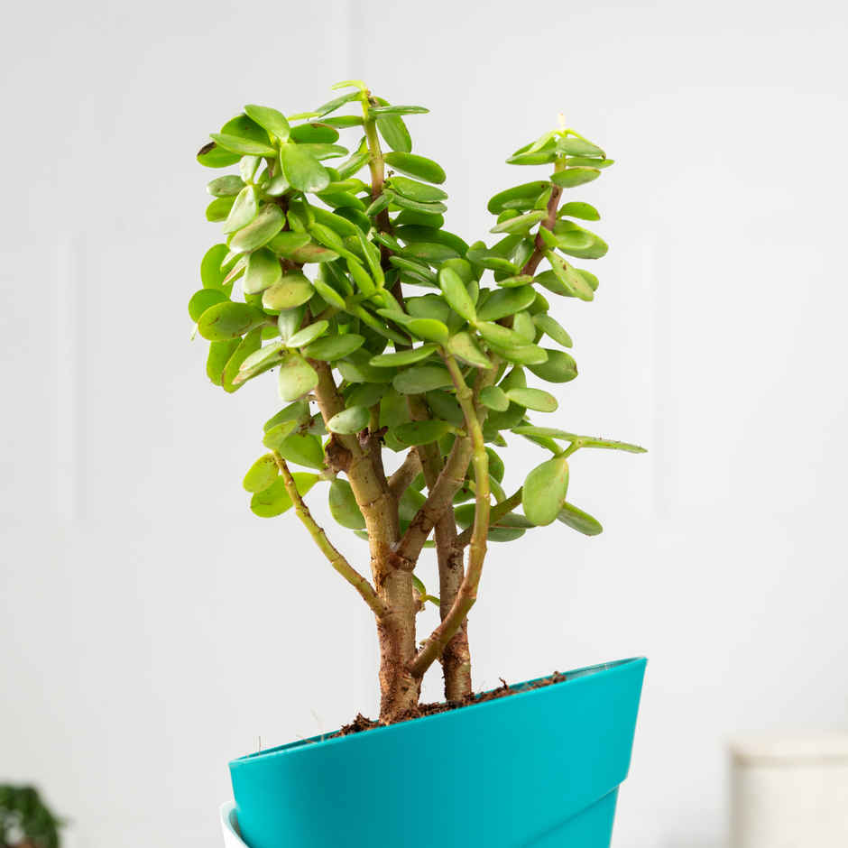 Bloom Auspicious Jade Plant