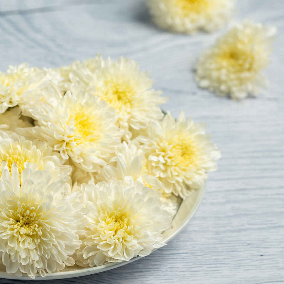 Chrysanthemum White Combo