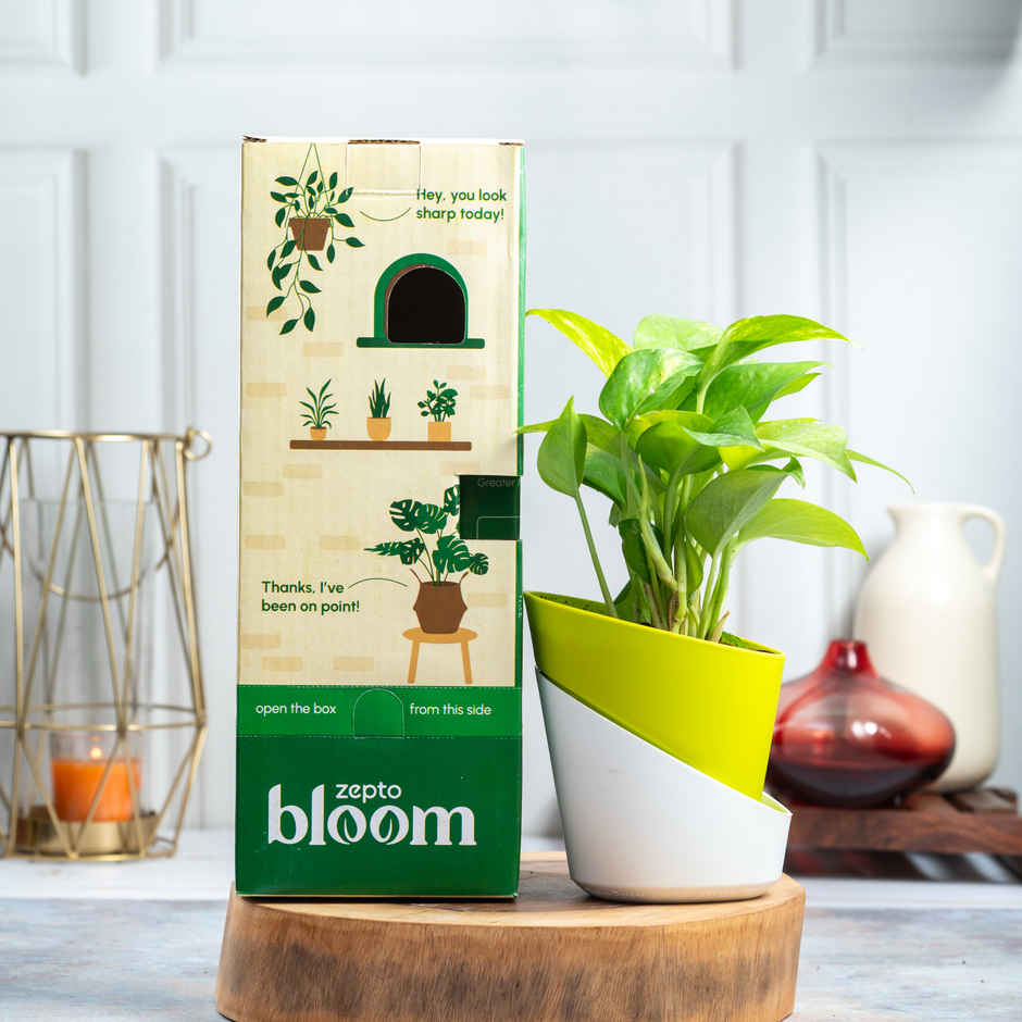 Bloom Good Luck Money Plant