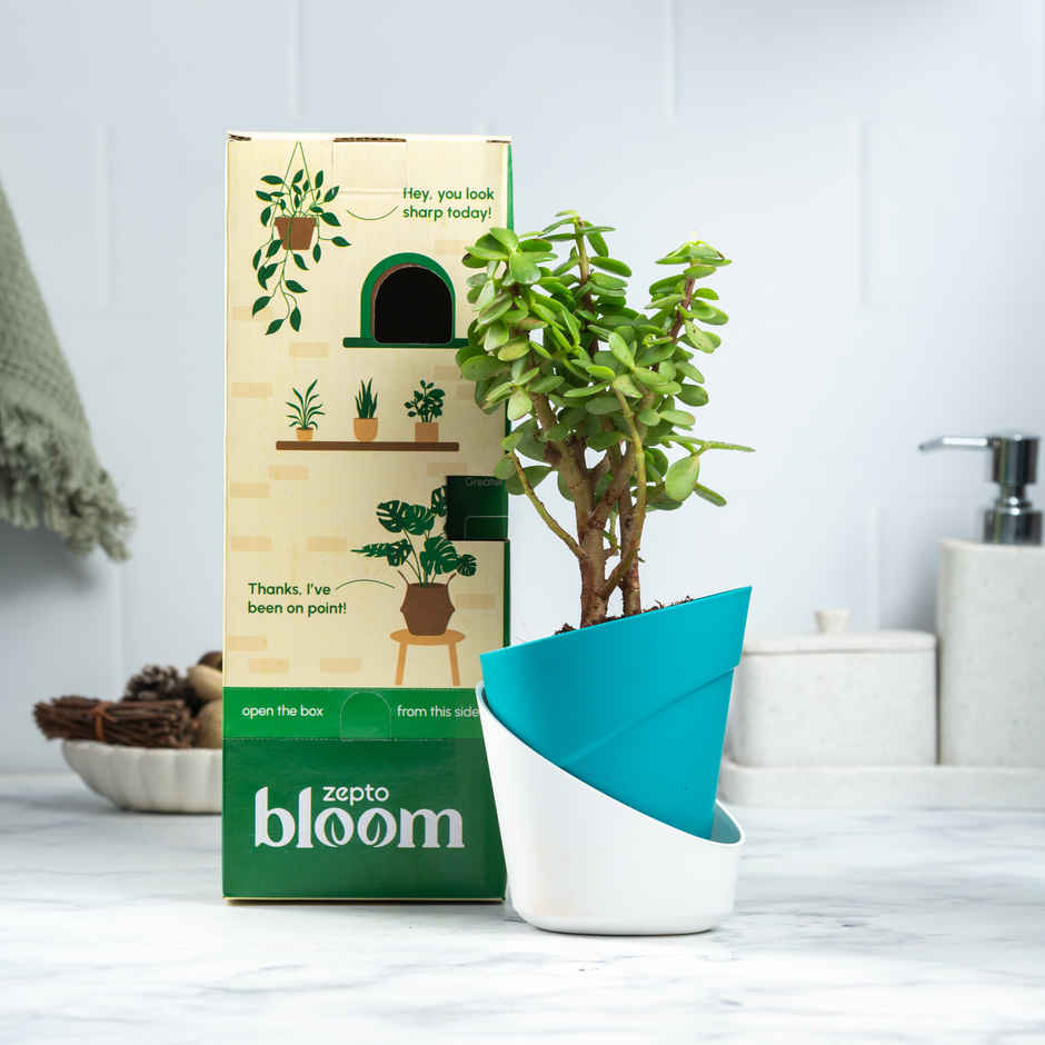 Bloom Auspicious Jade Plant