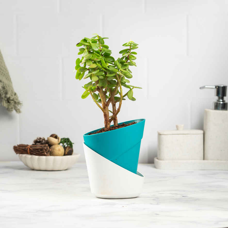 Bloom Auspicious Jade Plant