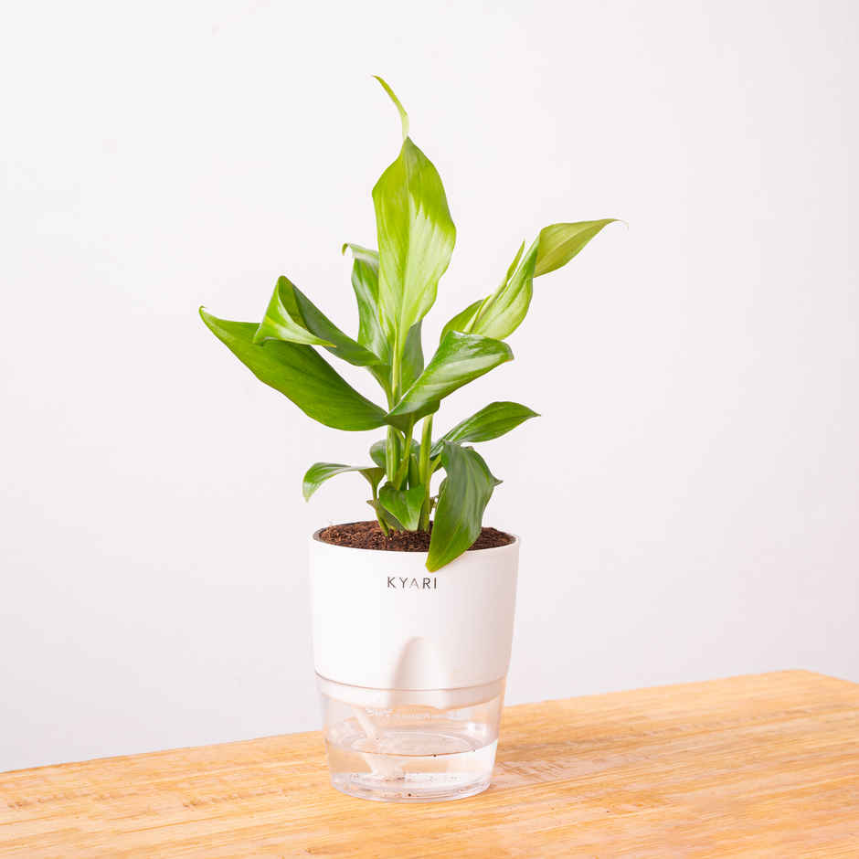 Kyari Peace Lily Indoor Plant for Living Room | Air Purifier Plant | White Self-Watering Pot