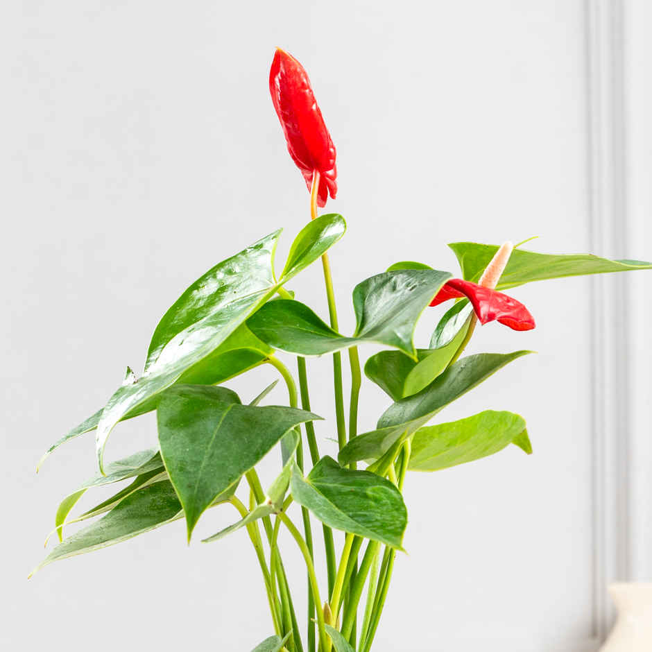 Bloom Anthurium Red Plant| Decor & Gift