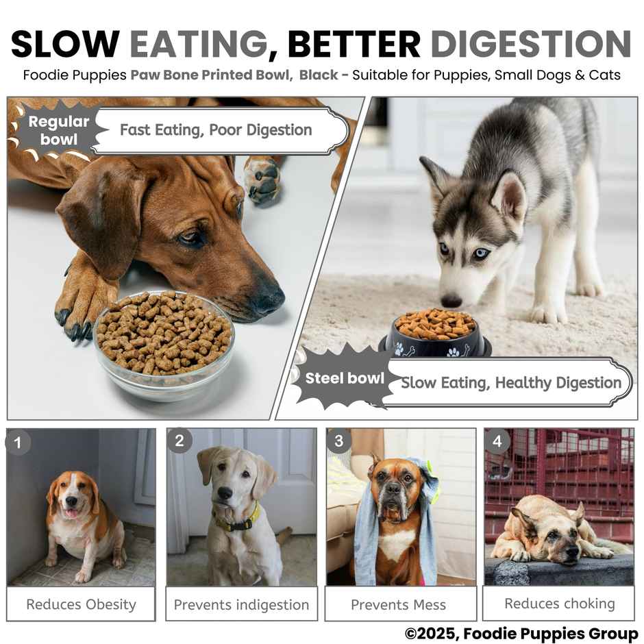 Foodie Puppies Pet Feeding Printed Bowl for Dogs & Cats (Color May Vary)