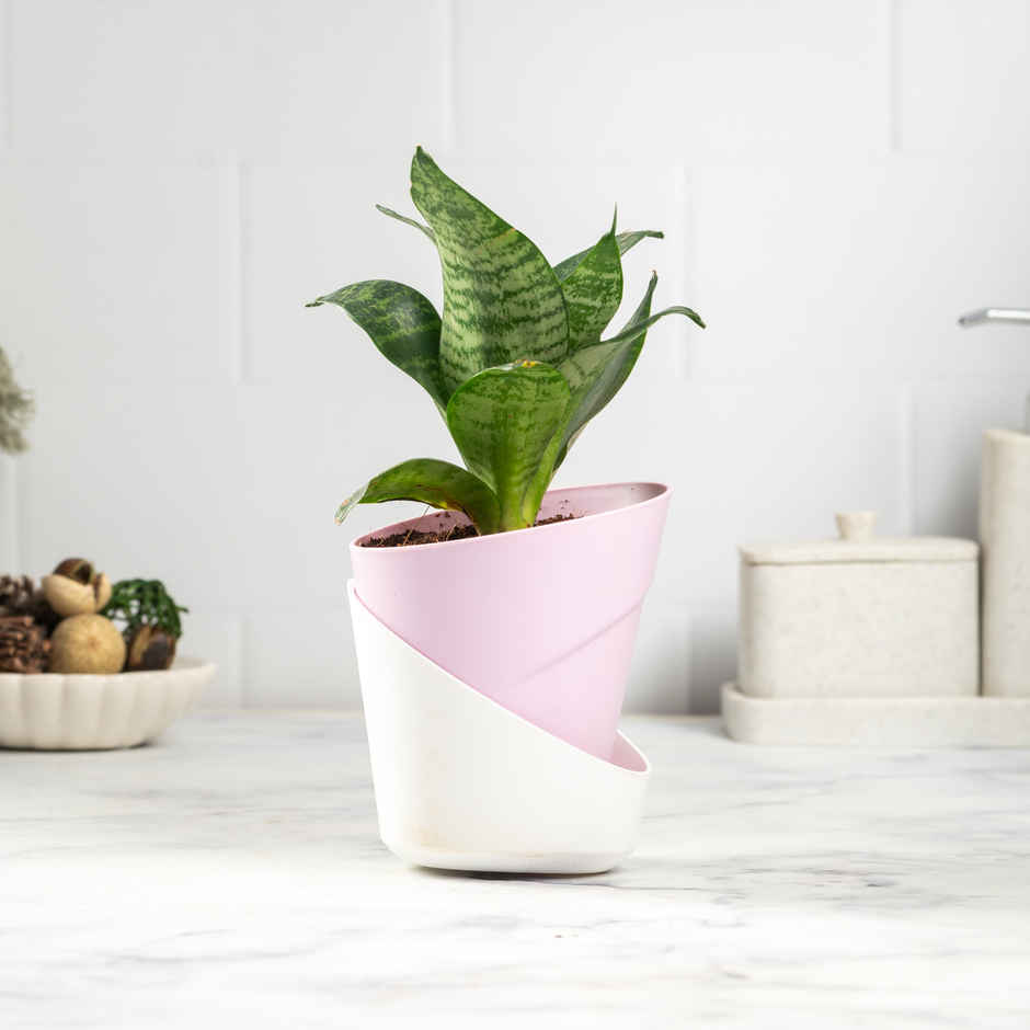 Bloom Air-Purifying Snake Plant