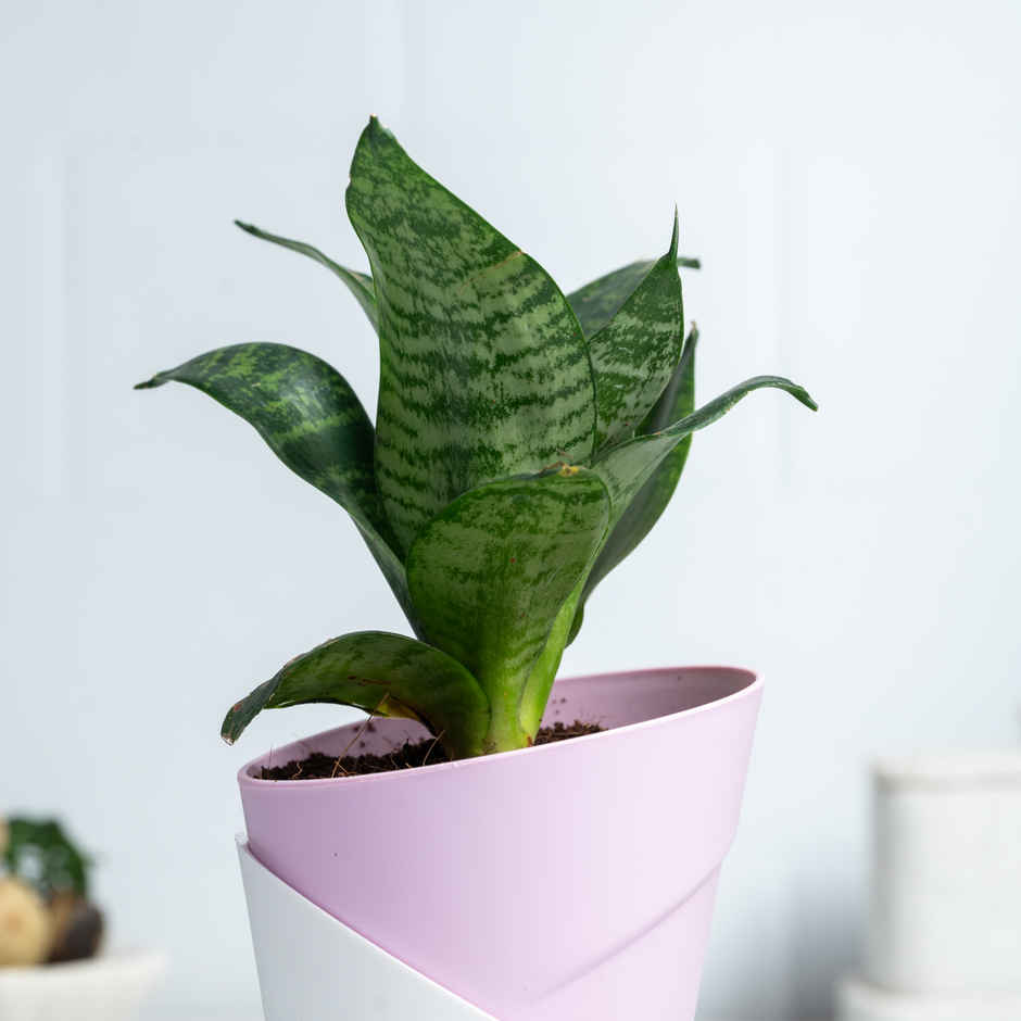 Bloom Air-Purifying Snake Plant