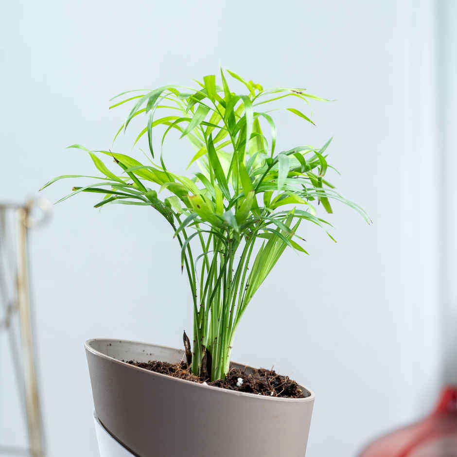 Bloom Air Purifying Areca Palm Plant