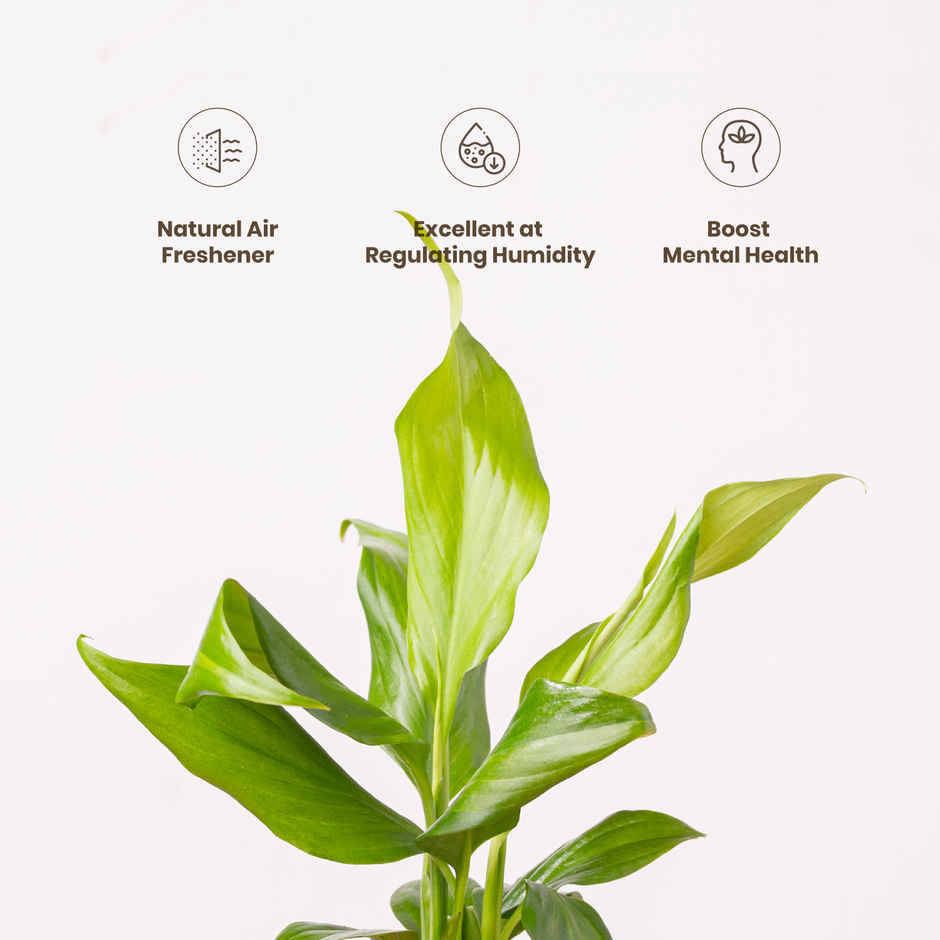 Kyari Peace Lily Indoor Plant for Living Room | Air Purifier Plant | White Self-Watering Pot