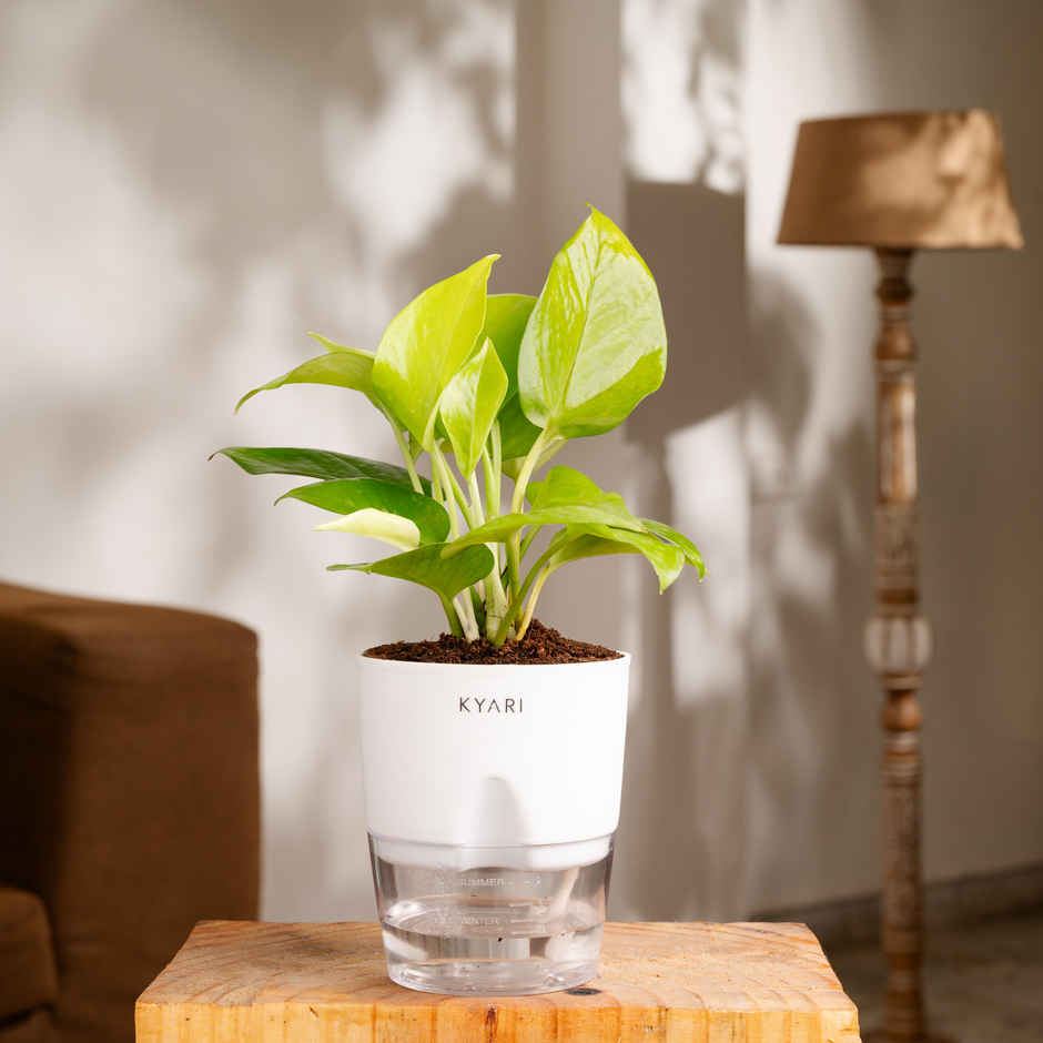 Kyari Golden Money Plant + Water 4" Pot - White - Stylish Home Decor